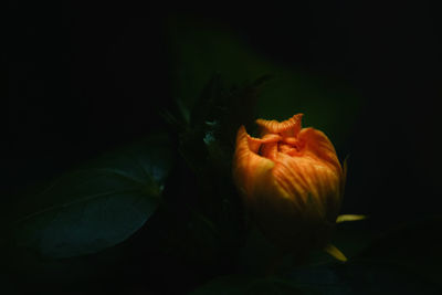 Close-up of orange flower bud at night