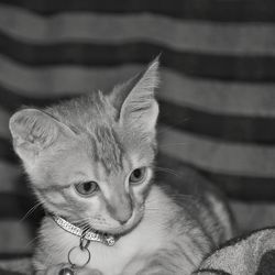 Close-up portrait of a kitten