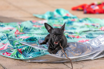 Portrait of black dog relaxing on bed