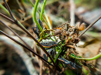 Close-up of butterfly on plant