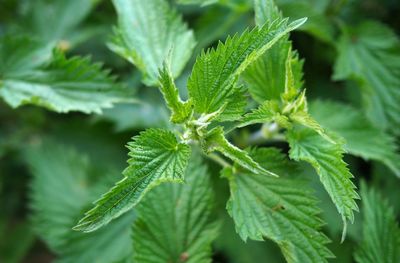 Close-up of green nettle leaves