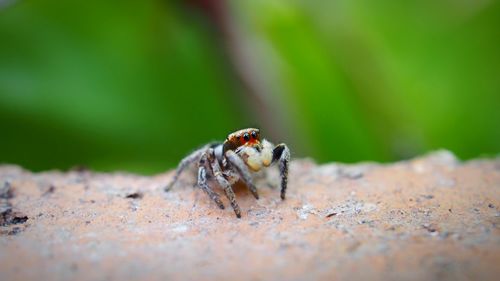 Close-up of spider