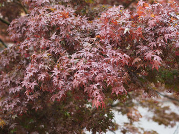 Close-up of pink flowering plants