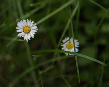 Close-up of white cosmos flowers blooming outdoors