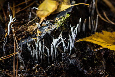 High angle view of dry leaves on field