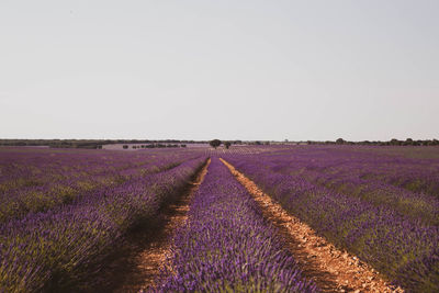 Scenic view of agricultural field against clear sky