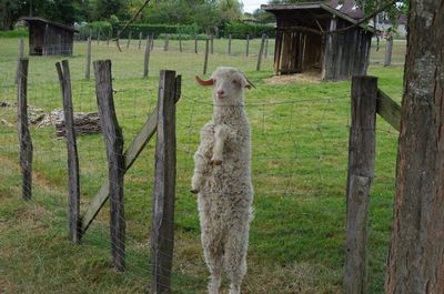 Sheep by trees on grass