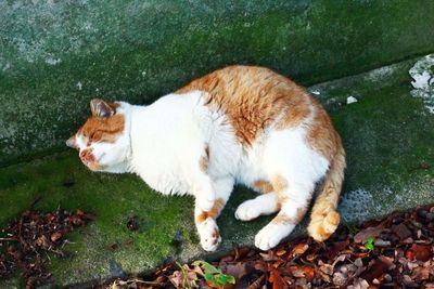 Close-up of ginger cat
