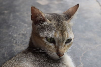 Close-up portrait of a cat