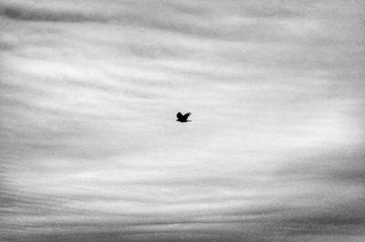 Low angle view of bird flying in sky