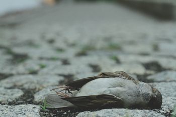 Dead bird on footpath