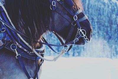 Close-up of horse with bridle