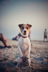 Portrait of dog on beach against sky during sunset