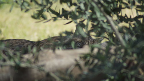 Close-up of lizard on tree