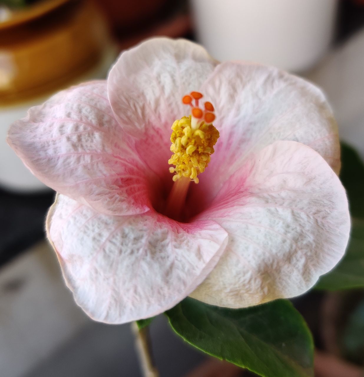 CLOSE-UP OF PINK FLOWER