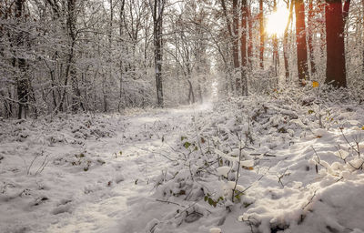 Snow covered land and trees in forest