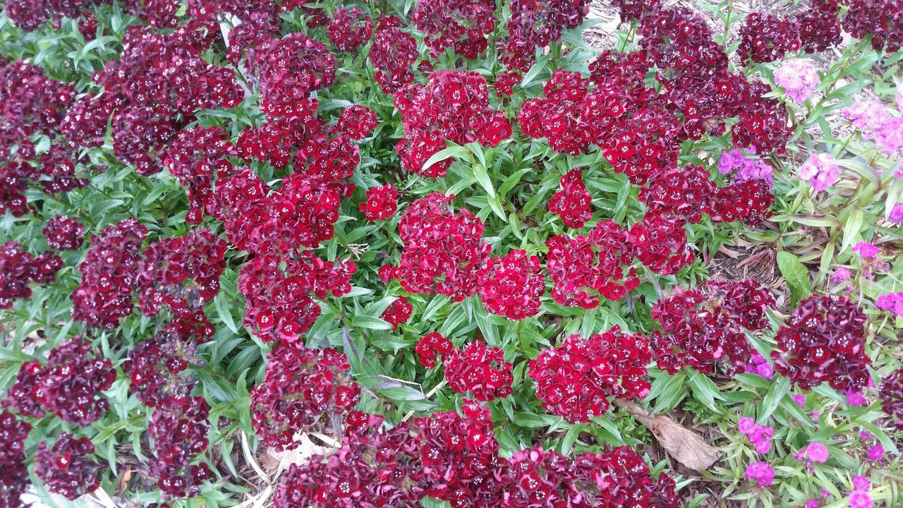 freshness, flower, growth, red, plant, food and drink, abundance, leaf, full frame, beauty in nature, nature, high angle view, fruit, food, healthy eating, fragility, backgrounds, pink color, close-up, no people