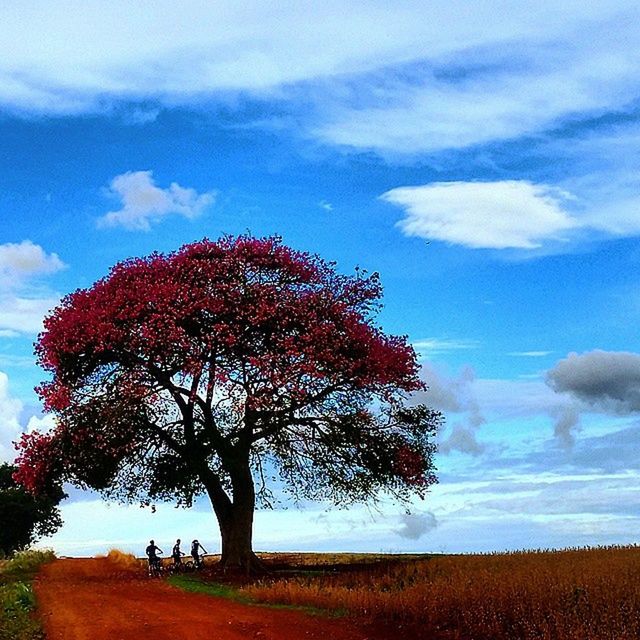 sky, tree, landscape, field, tranquility, tranquil scene, beauty in nature, scenics, nature, cloud - sky, rural scene, growth, cloud, grass, horizon over land, non-urban scene, branch, agriculture, outdoors, day