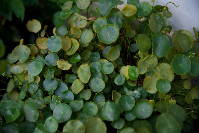 Full frame shot of fresh green plants