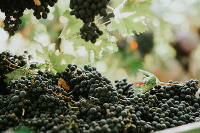 Bunch of black grapes