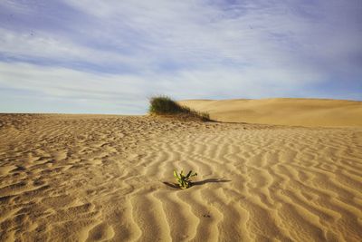 Sand dune in desert against sky