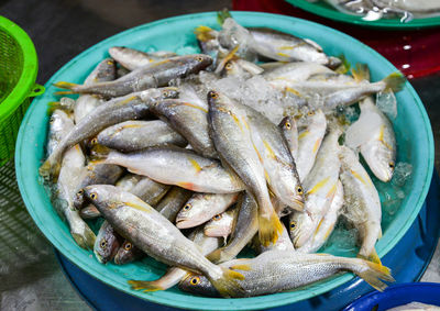 High angle view of fish in container