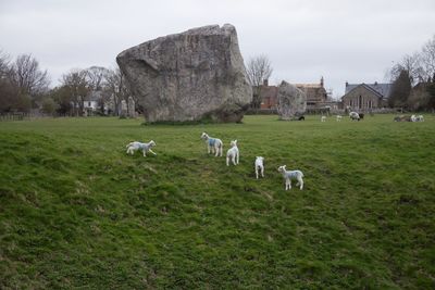 Sheep grazing on field