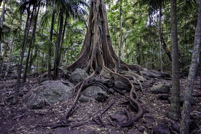 Trees in forest