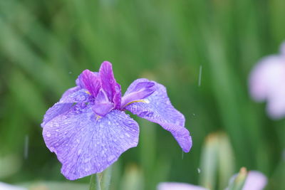 Close-up of wet purple flowering plant