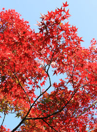 Low angle view of red flowering tree against sky