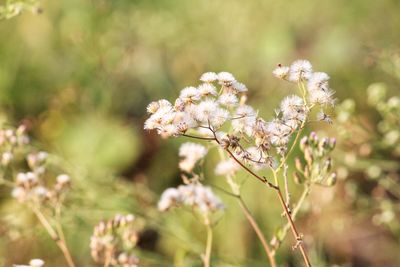 Close-up of white flowering plant