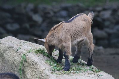 Kid goat eating leaves on rock