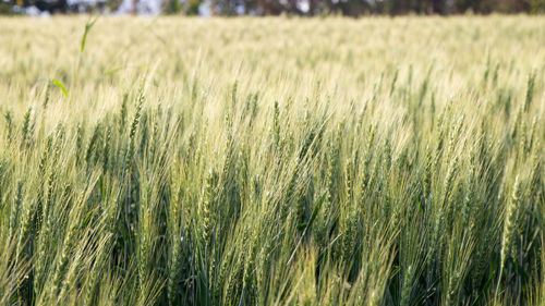Scenic view of wheat field