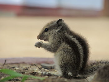 Close-up of squirrel