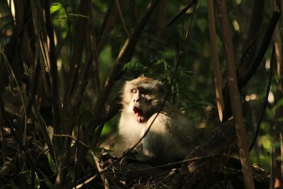 Close-up of monkeys in grass