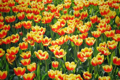 Full frame shot of yellow flowering plants