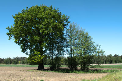 Trees on field against clear blue sky