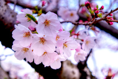 Close-up of cherry blossom