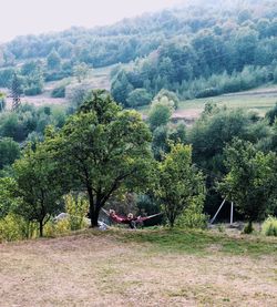 Scenic view of trees in forest