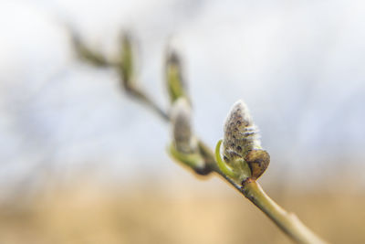 Close-up of insect on plant