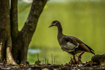 Bird perching on a tree