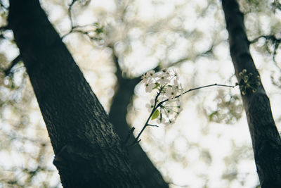 Low angle view of cherry blossom from tree