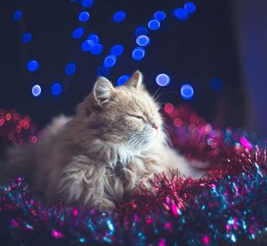 Close-up of cat relaxing on illuminated christmas lights