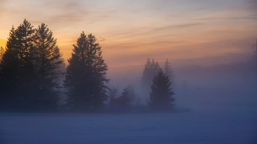 Silhouette trees on snow covered foggy land against sky during sunset