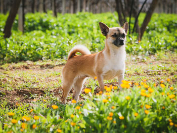 Dog standing on field