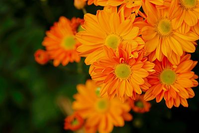 Close-up of orange flowering plant