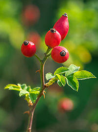 Close-up of red berries growing on plant