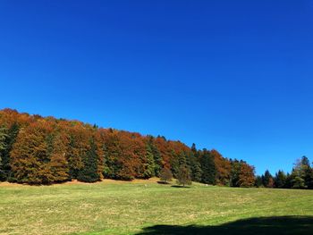 Trees on field against clear blue sky