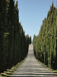 Trees along pathway in park