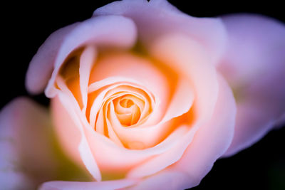 Close-up of rose flower